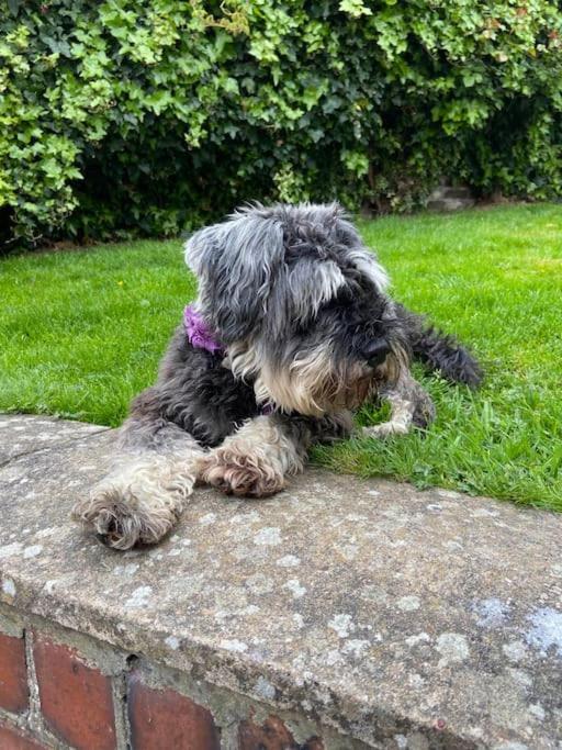 Award Winning Pet Friendly Paddock Cottage Whitby Buitenkant foto